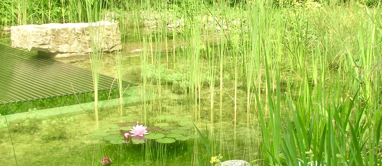 Piscine naturelle Biologique 