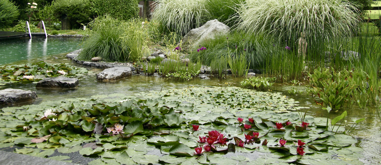 Piscine naturelle BioNova  