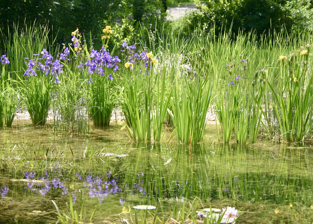 Baignade naturelle - Filtration Biologique