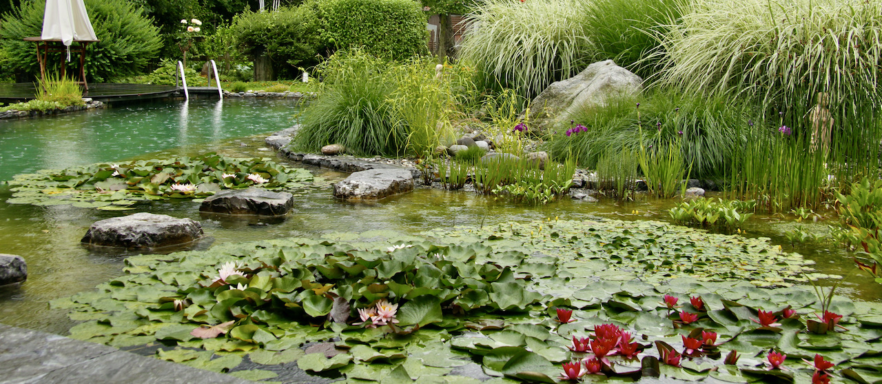 Filtration Biologique - Piscine naturelle