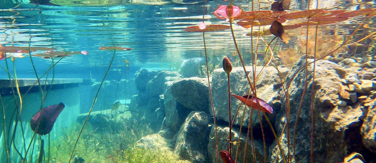 Piscine biologique BioNova - Zone de régénération