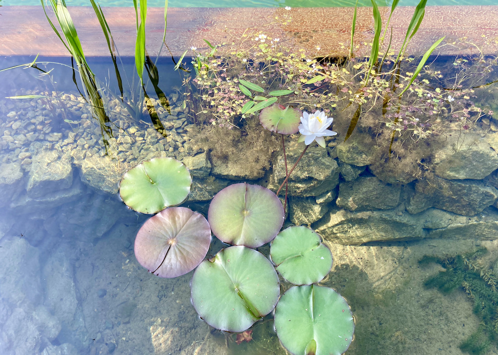 Piscine naturelle - comprendre les algues