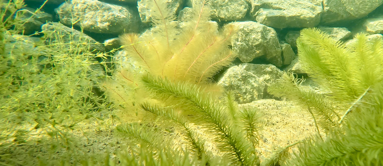 Piscine naturelle - Filtration biologique Bionova