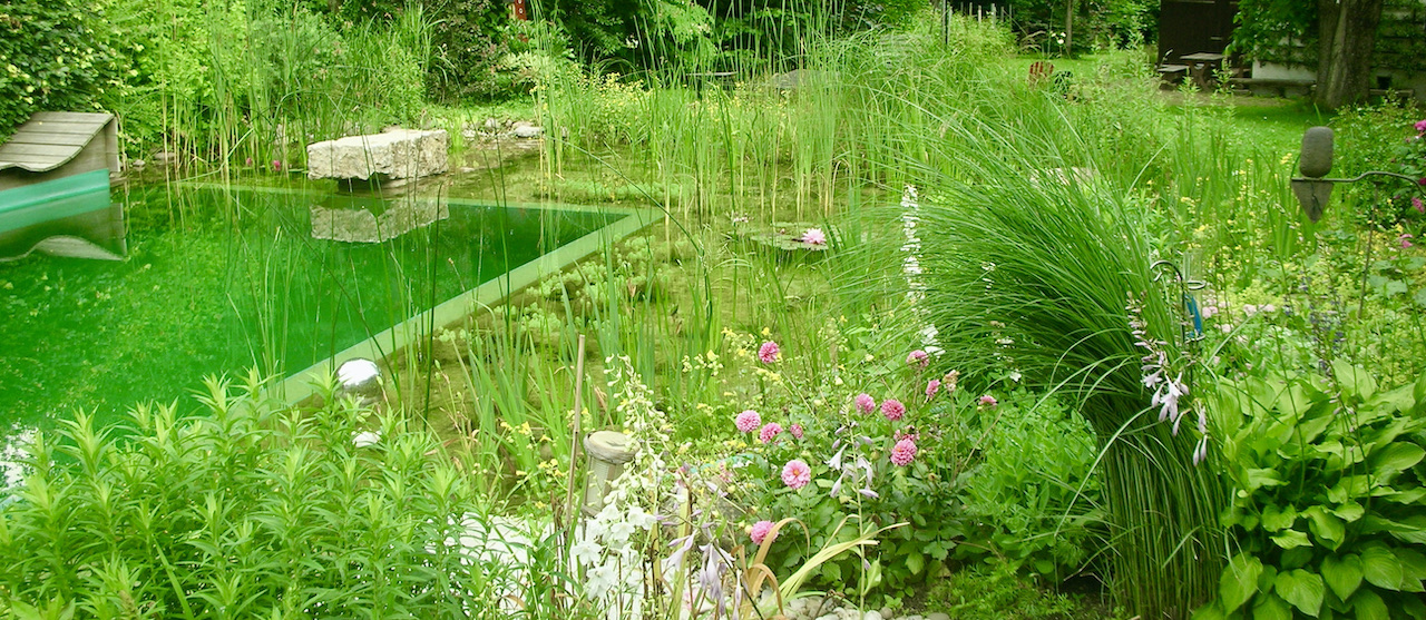 Piscine naturelle - Filtration biologique 