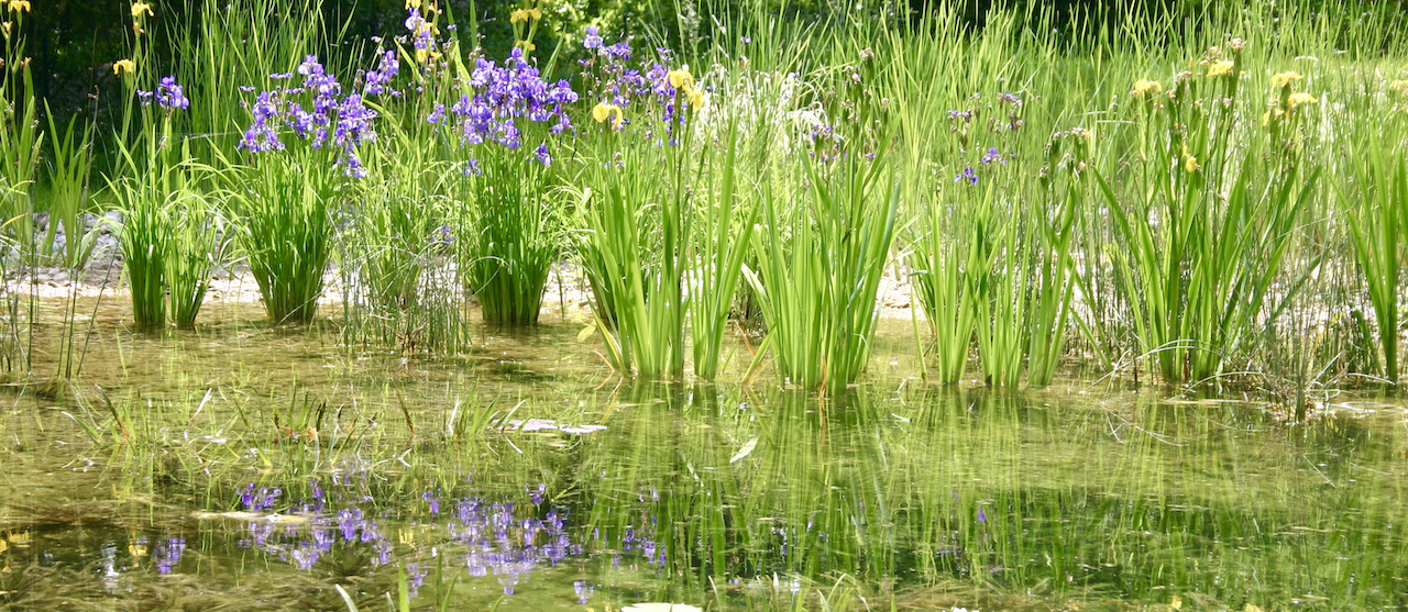 Piscine naturelle - filtration biologique plantes aquatiques