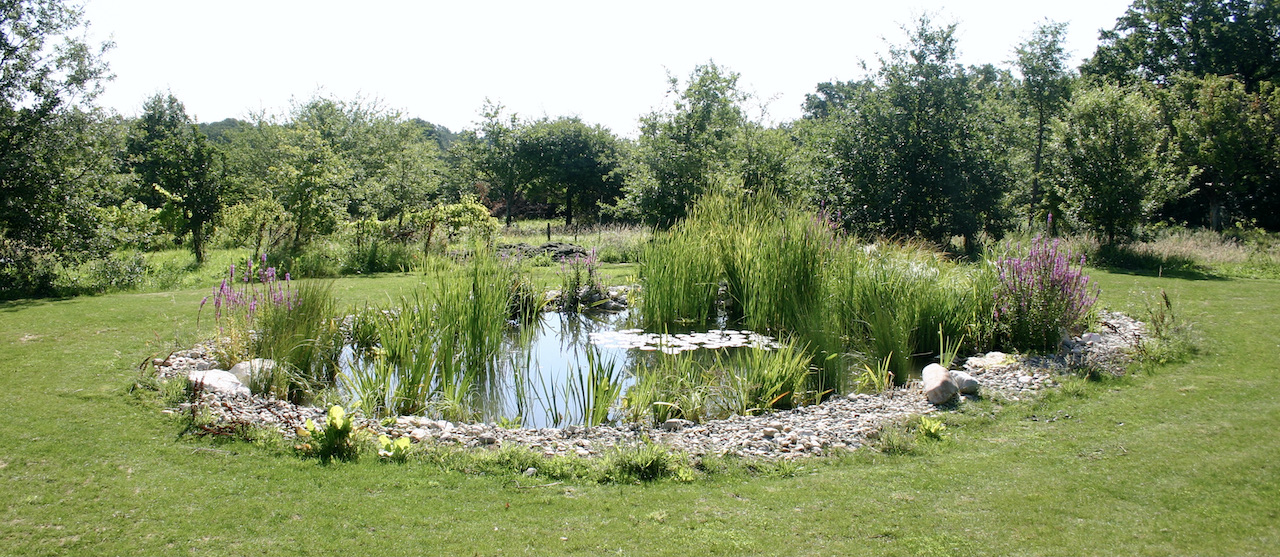 Piscine naturelle - Zone de régénération