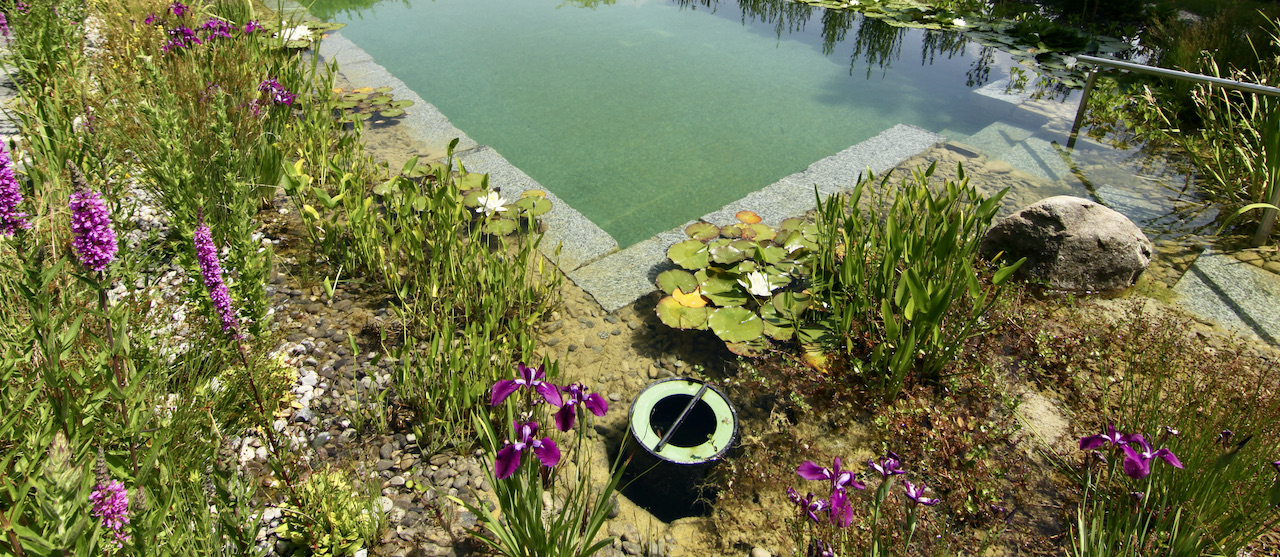 Piscine naturelle skimmer