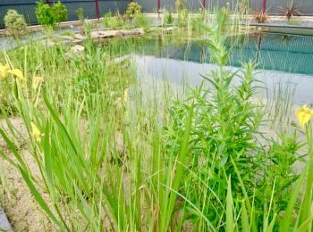 Piscine naturelle Bretagne - Morbihan 56