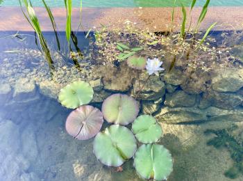 Piscine naturelle BioNova