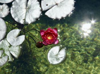 Piscine naturelle Rhône - 69